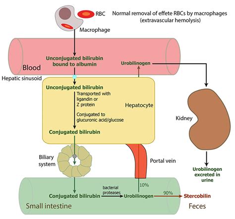 does alcohol raise bilirubin levels.